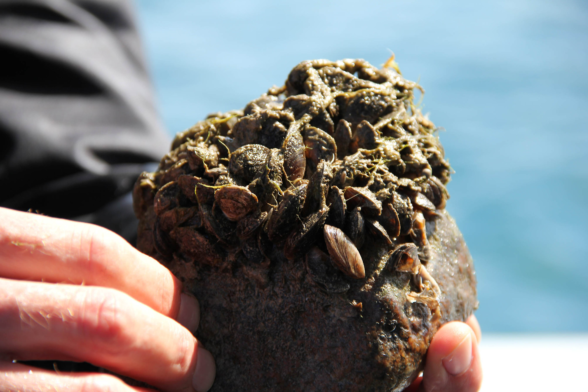 Formidable Invasive Species Won't Be Easy to Keep Out of Great Lakes