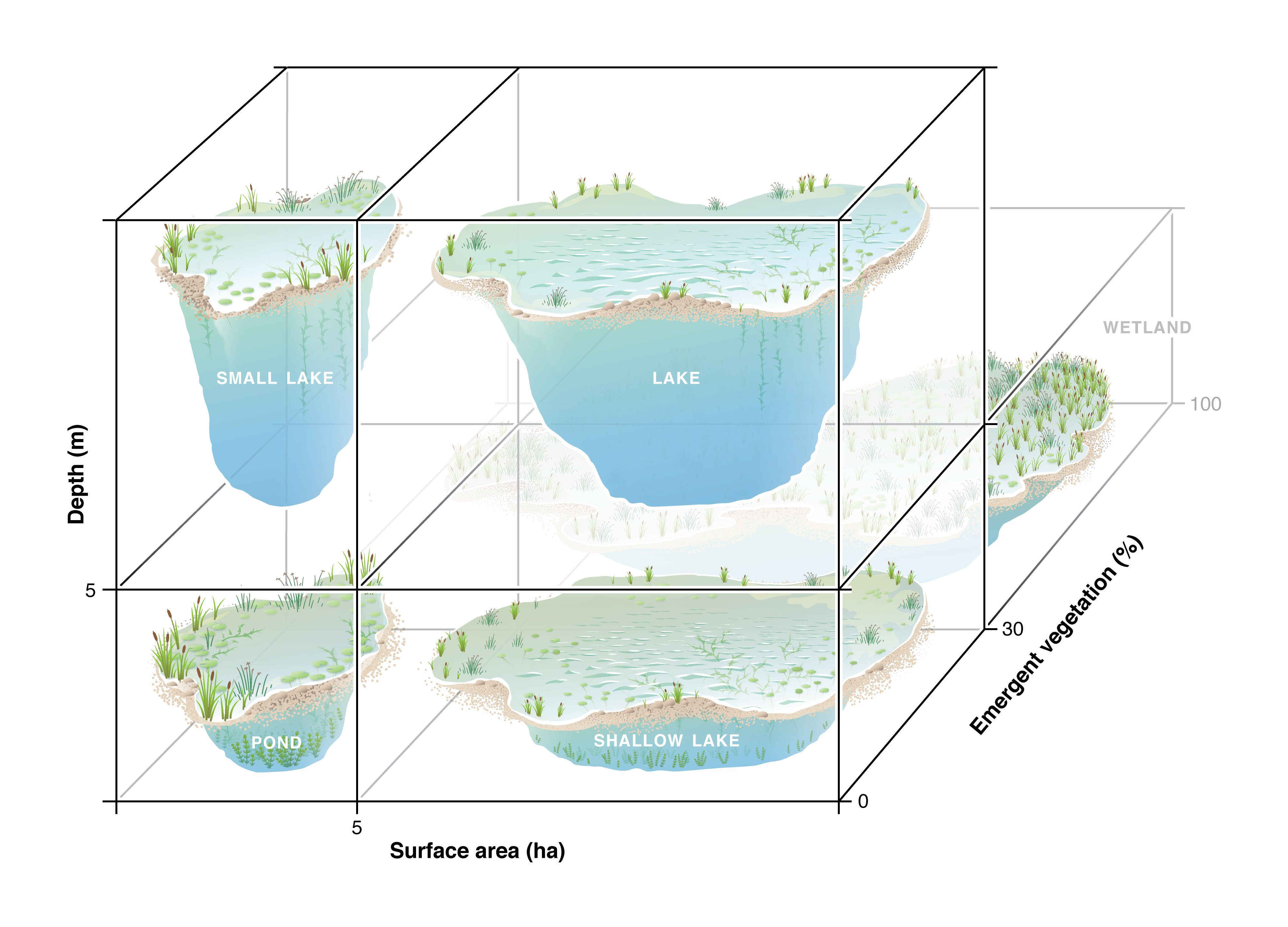 A functional definition to distinguish ponds from lakes and wetlands