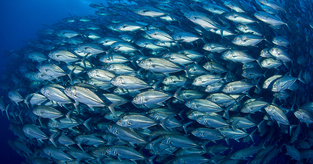 The economics of overfishing | Lombard Odier: can we sustainably feed the world&rsquo;s appetite for fish?Overfishing is not just an environmental c...