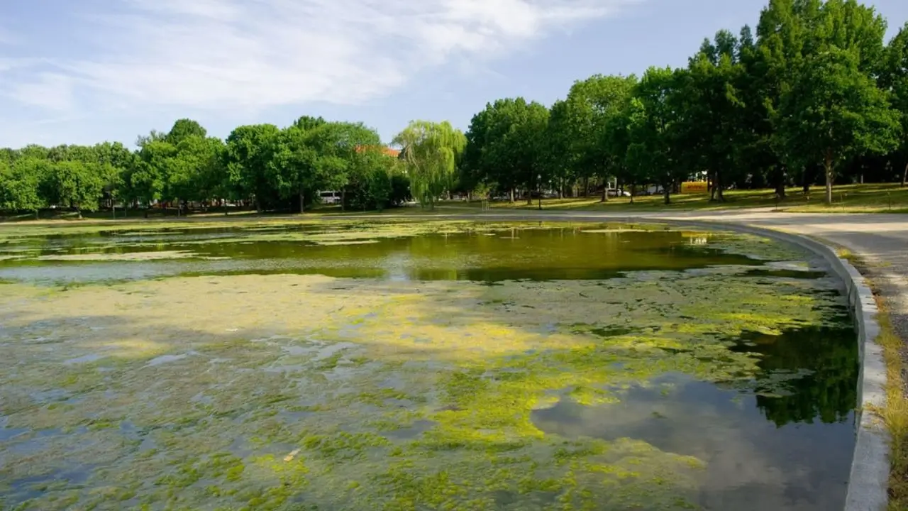 The biggest challenge for aquatic systems and water bodies like ponds and lake is the Lake algae control. Uncontrolled algae growth leads to deg...