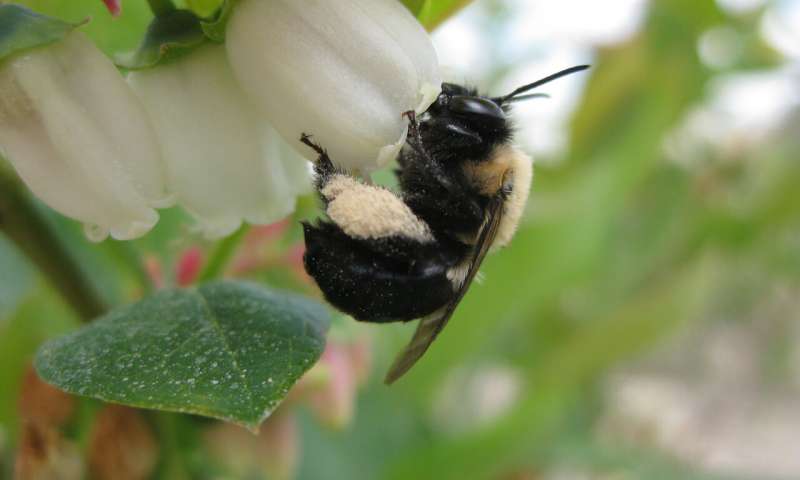 Decline of bees, other pollinators threatens US crop yields