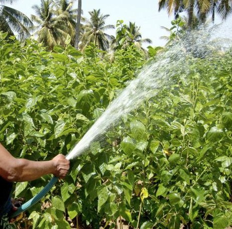 Water jetting: an eco-friendly pest management technique in mulberry