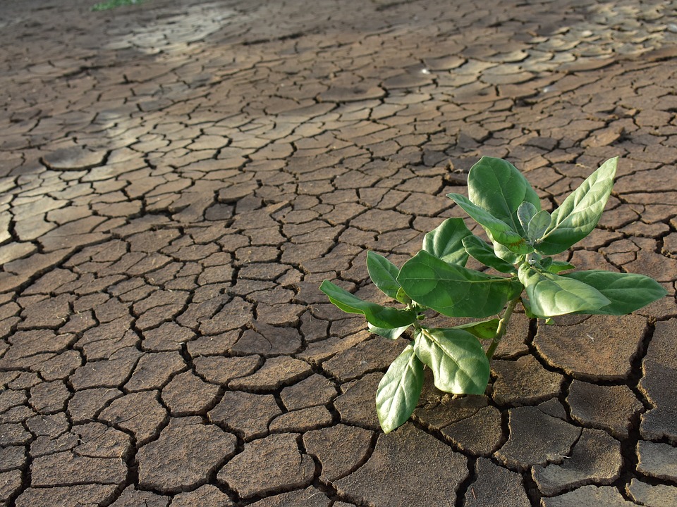 Bacteria That Boost Plant Pumps Against Drought