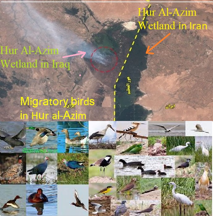 Investigating the recent risks and problems of water shortage and drought in Hur Al-Azim Wetland, Khuzestan province and providing short-term an...