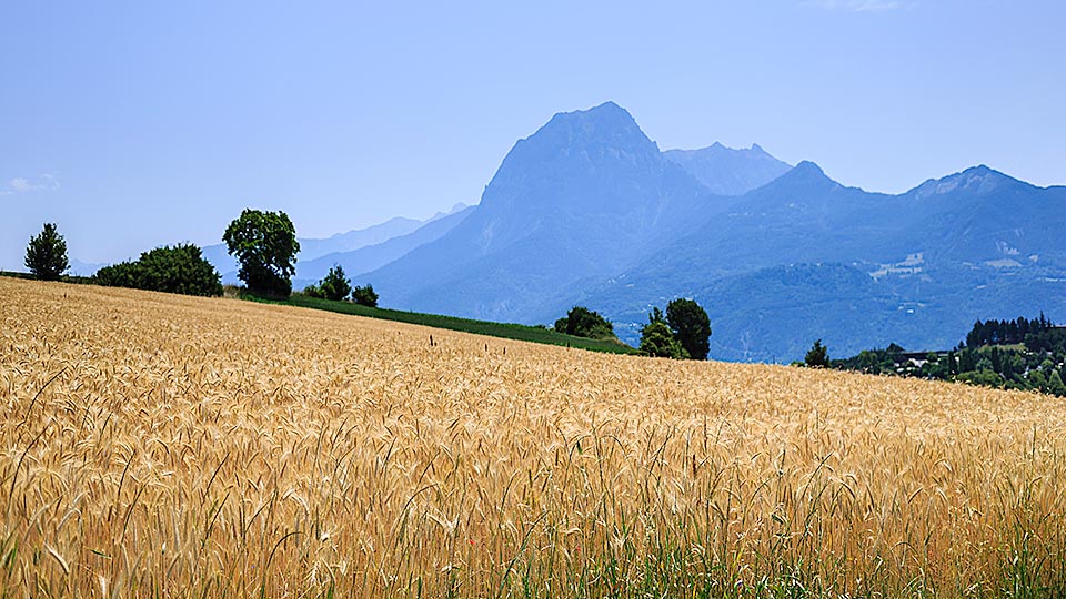 Climate Change Will Cut Cereal Yields, Model Predicts