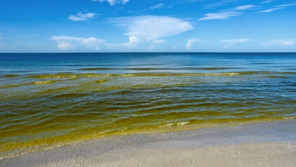 Omani research sheds new light on harmful algal blooms