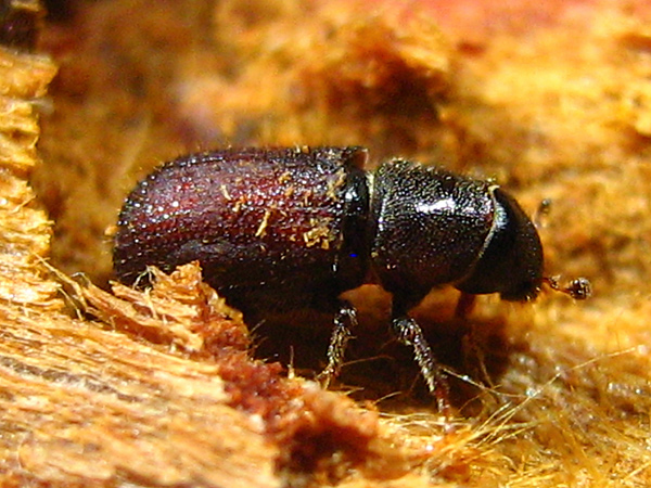 Farmers Hope Beetles Will Devour Soaking Trees 