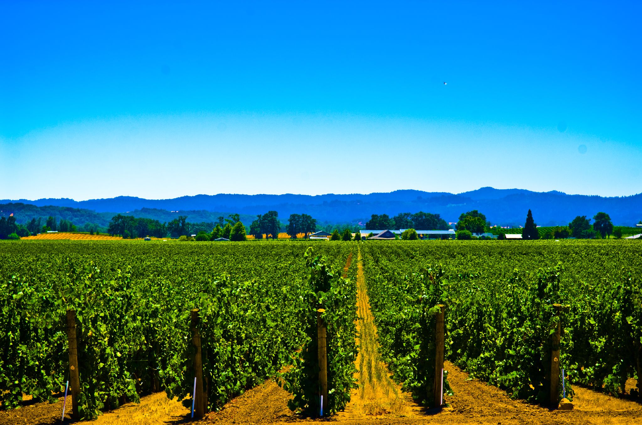 Wine and Water Watch Challenges for California