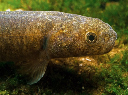 New Zealand’s native freshwater fish are becoming increasingly threatened