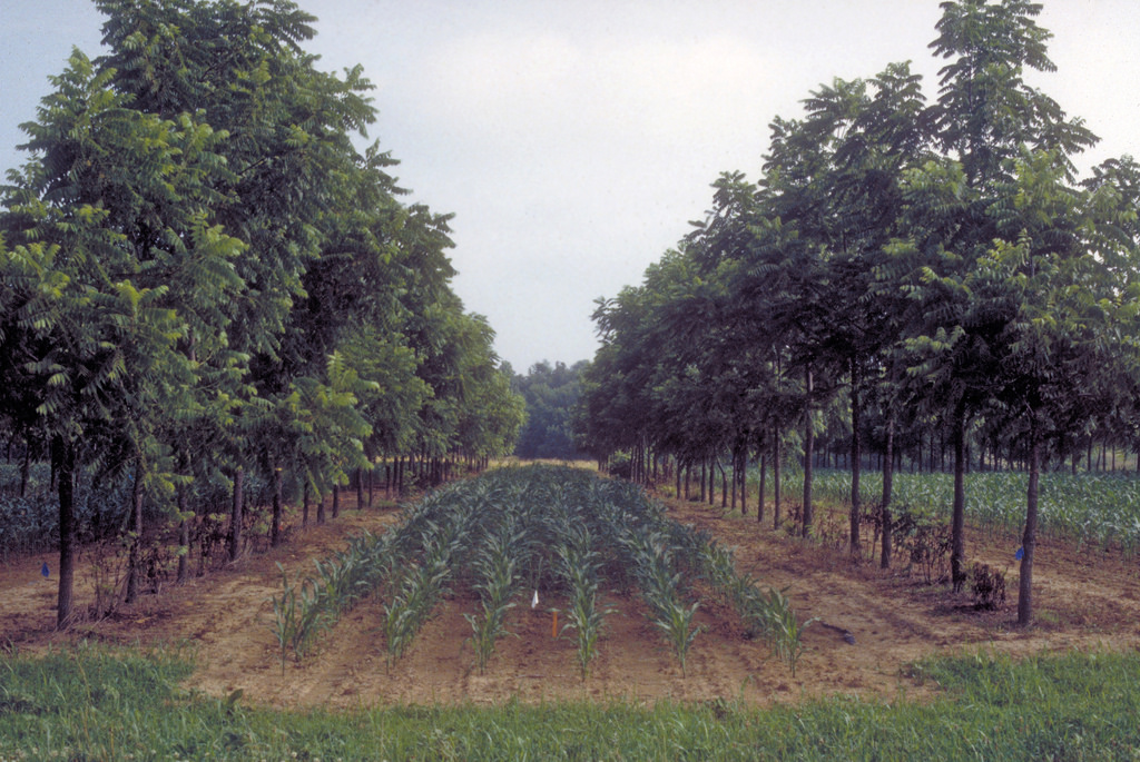 Agroforestry Systems May Play Vital Role in Mitigating Climate Change