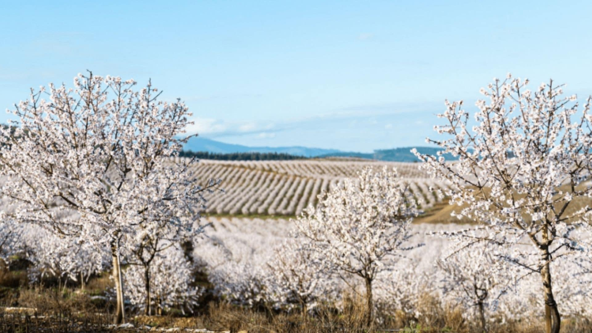 Portugal: Swiss technology for +20% water savings in almond orchards