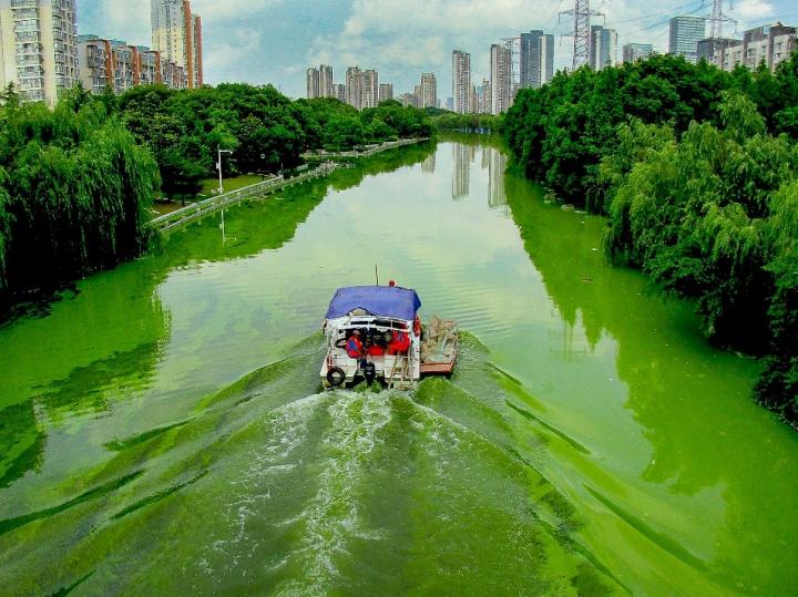 Bad Blooms: Researchers Review Environmental Conditions Leading to Harmful Algae Blooms