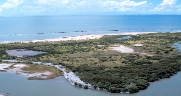 Gulf of Mexico Ecosystem