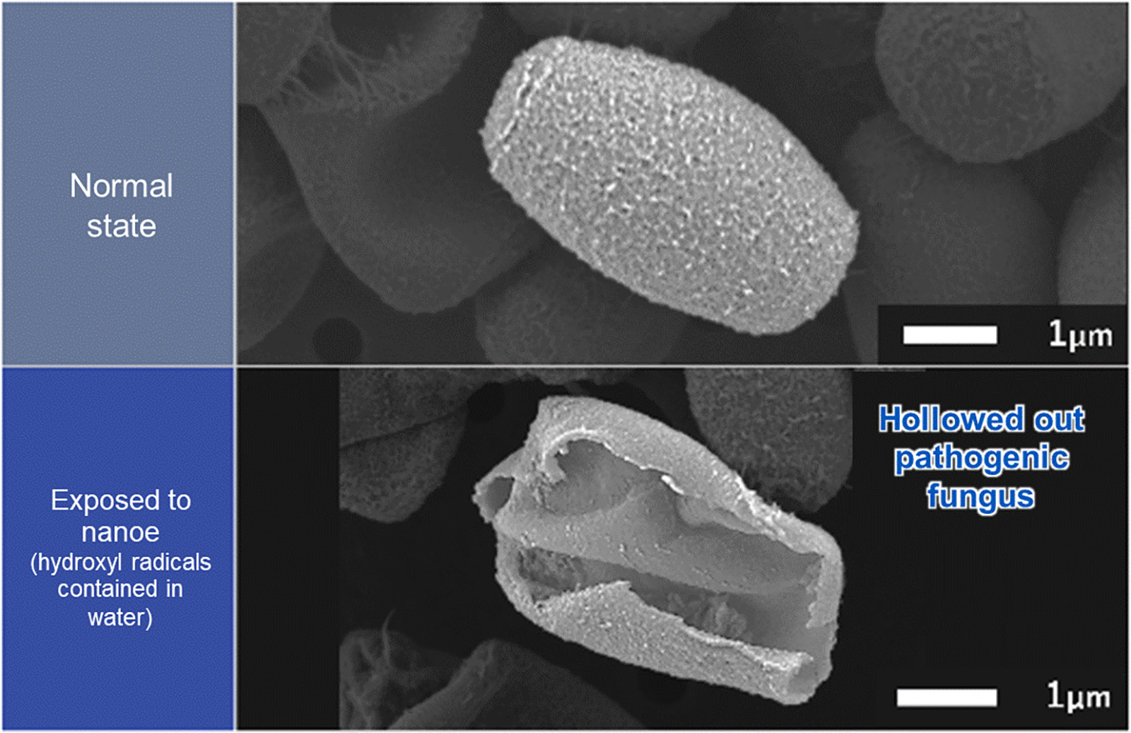 Pathogenic Fungus 99% Sterilized by nanoe (Hydroxyl Radicals Contained in Water)