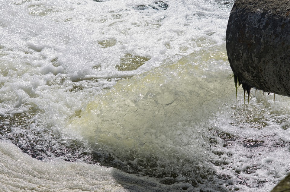 Nordic Microalgae Simultaneously Clean Wastewater and Produce Biofuel