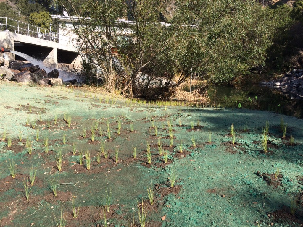 Native Plant Restoration at Lower Crystal Springs Dam