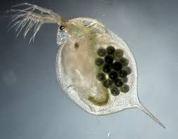 Long-term exposure to nanoplastics reduce life-time in Daphnia magna