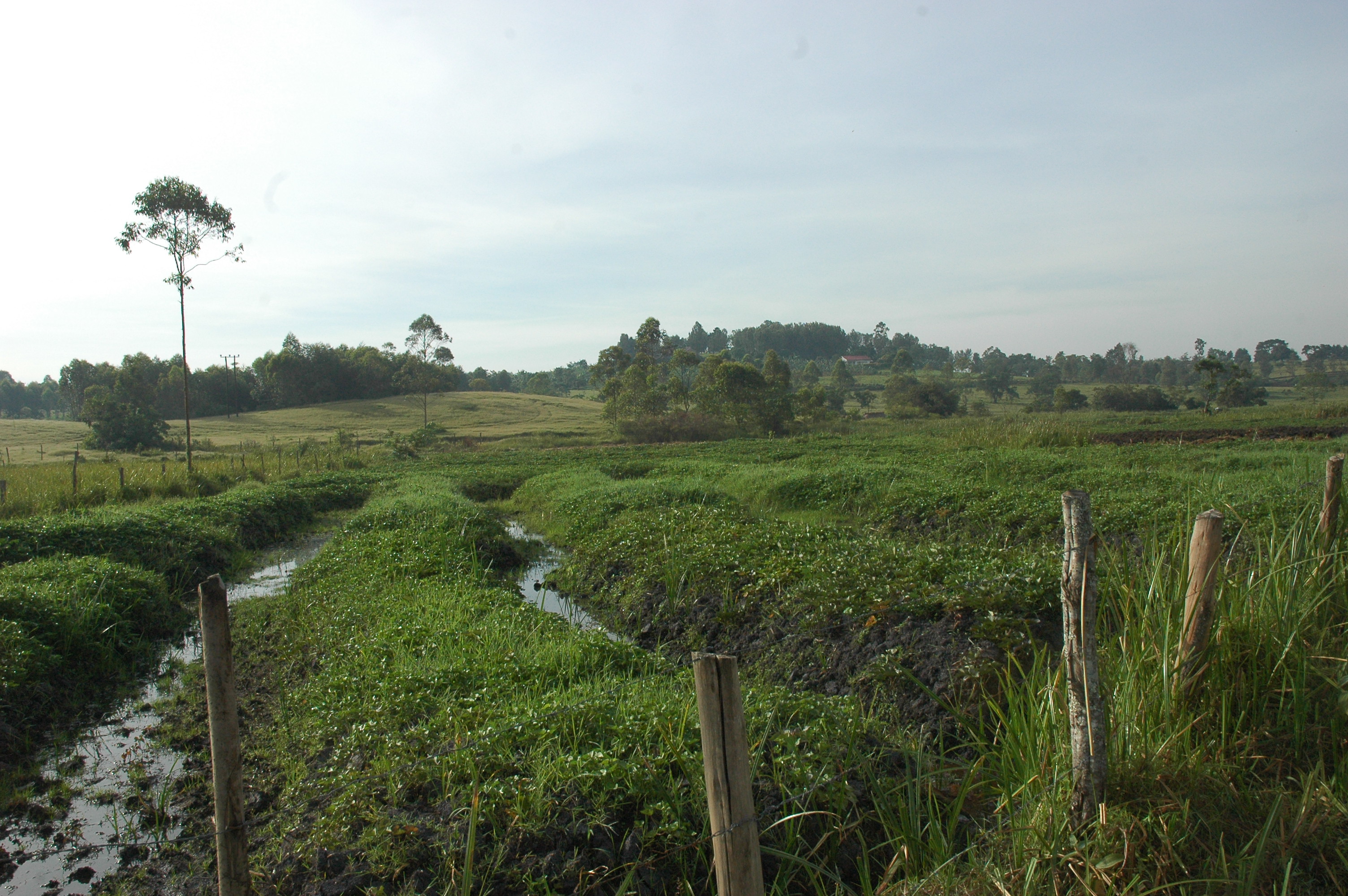 Uganda Wants Wetlands Reclamation