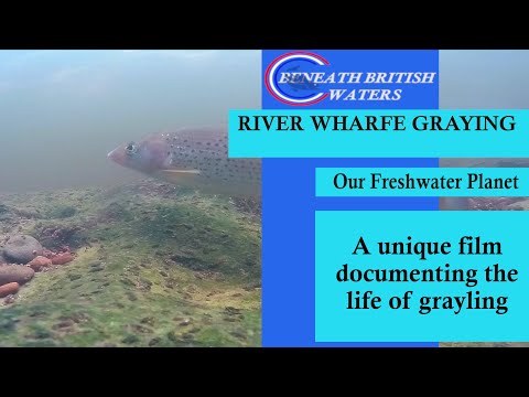 SPRING GRAYLING ON THE WHARFE A short narrated film documenting the amazing life of Grayling. The freshwater environment is such a valuable habi...