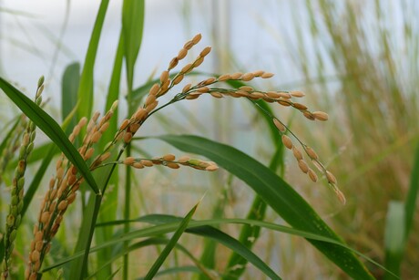 Water-efficient rice research
