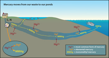 New Research Shows Elevated Mercury from in-Ground Wastewater Disposal