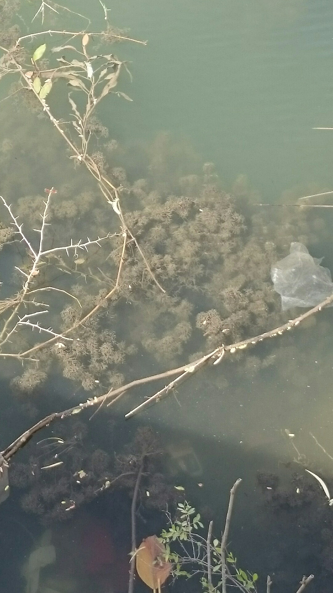 Help us identify these ​weeds and algae.