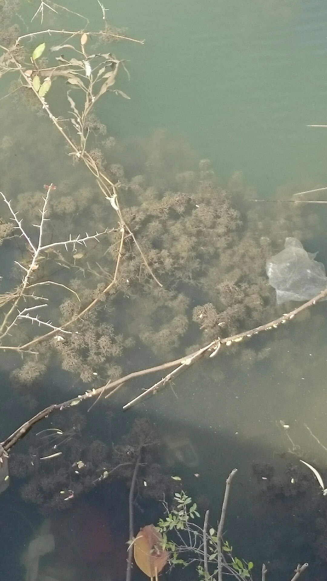 Lake Cleaning