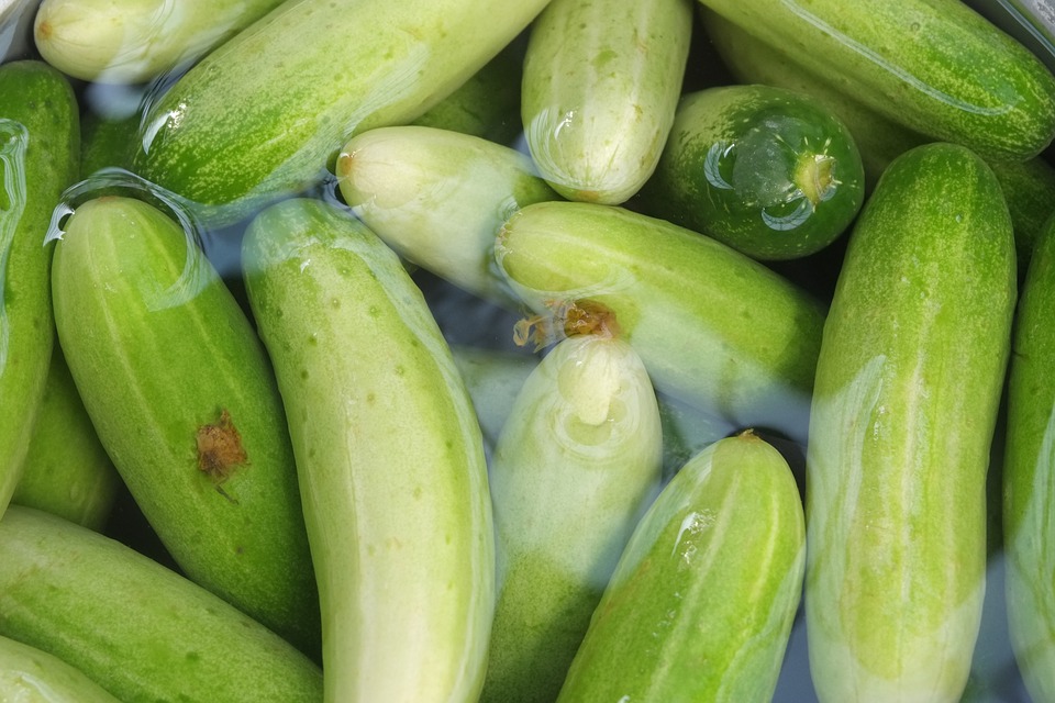 Space ​Cucumbers Help ​Us Engineer More ​Drought-​tolerant Crops