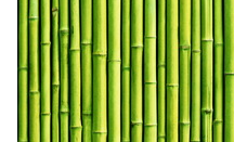 Innovative system uses bamboo to treat wastewater