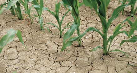 Gene Helps Create Drought Resistant Crops