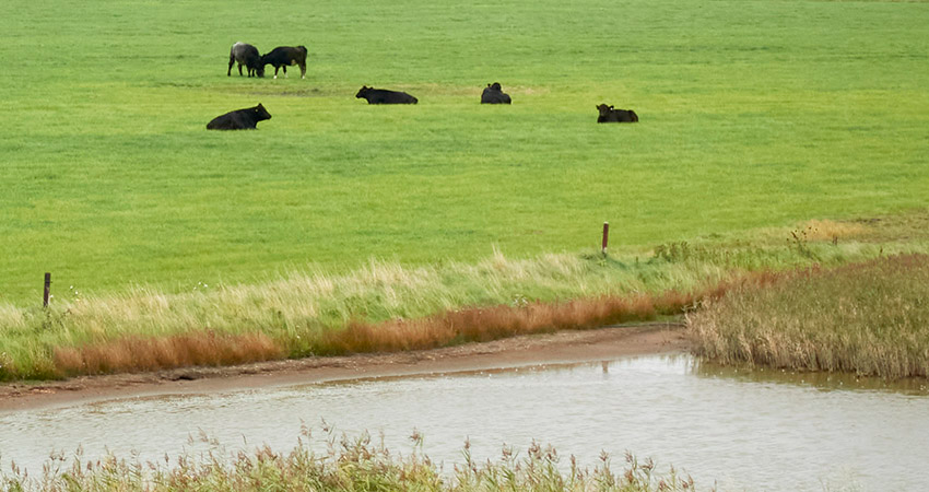 Intensive dairy agriculture major polluter Europe’s surface waters • Water News Europe