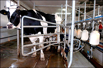 Dairy Industry Cutting Water Use