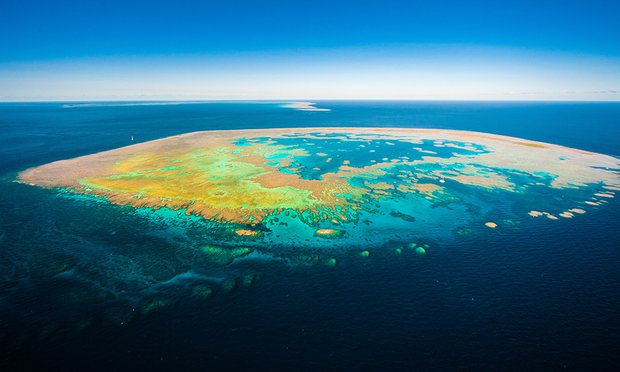 Great Barrier Reef is a 'Shell of its Former Self'