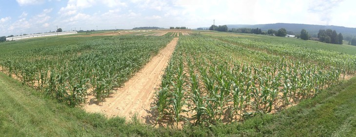 The Evolution of Maize Roots