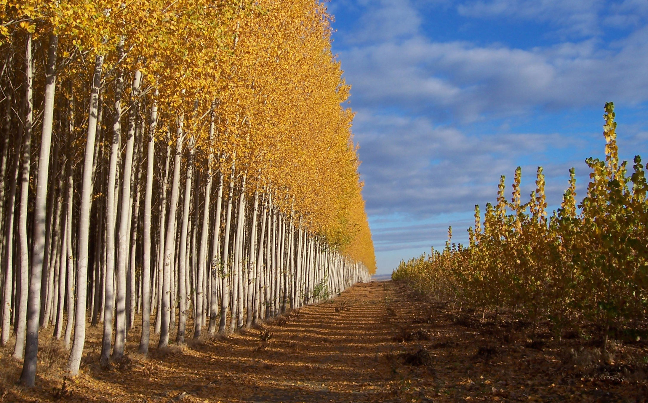 Planting Success Eyed for Water Management