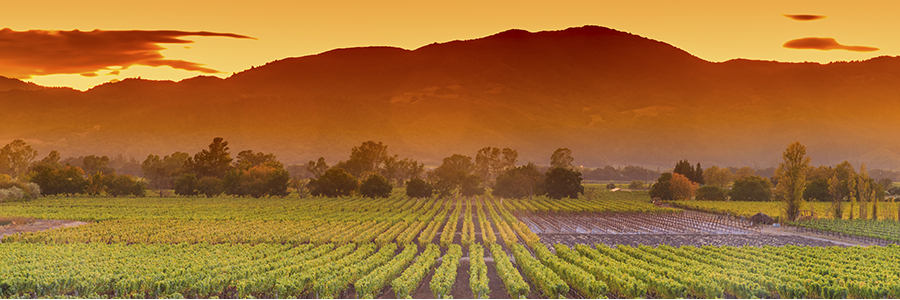 Investing in Sustainable Agriculture