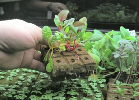 MIT CityFARM Growing More Food with Less Water