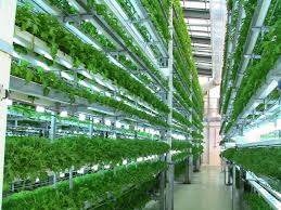 Boost for hydroponic farming in the UAE