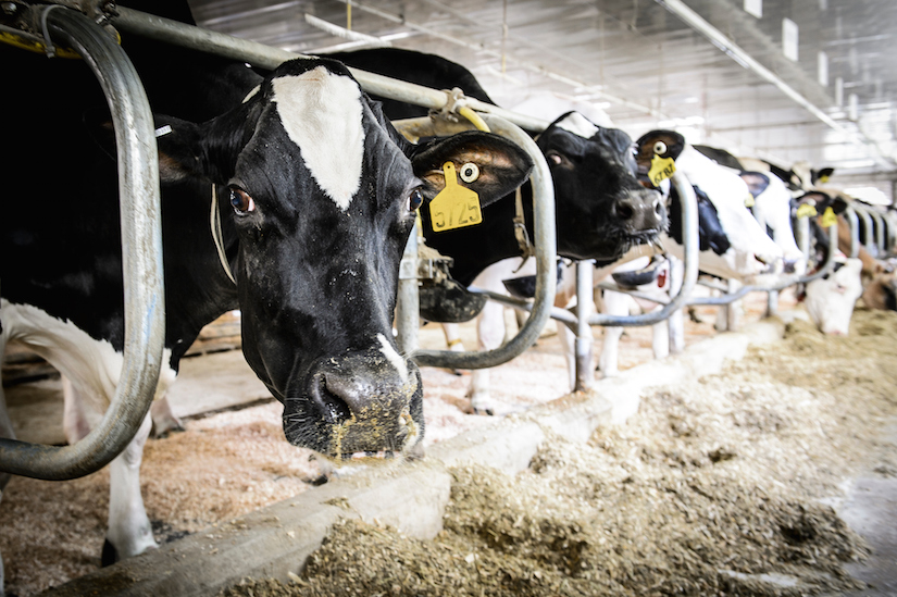 Cheese, cows & manure: For all stakeholders, systems approach makes tough decisions easier to digest