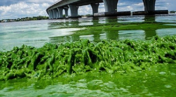 Algae Bloom Remediation Workshop - CALL FOR PRESENTATIONS The algae bloom debacle is affecting tourism, fishing, real estate and local economies...