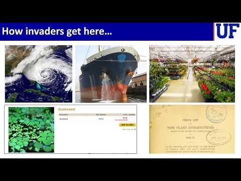 OSU Extension: Invasion Pathways and Integrated Management of Invasive Aquatic PlantsLyn Gettys, Associate Professor of Agronomy, Aquatic and We...