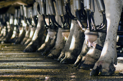 Tap Water and Table Salt May be Safer for Milk Production Cleanup