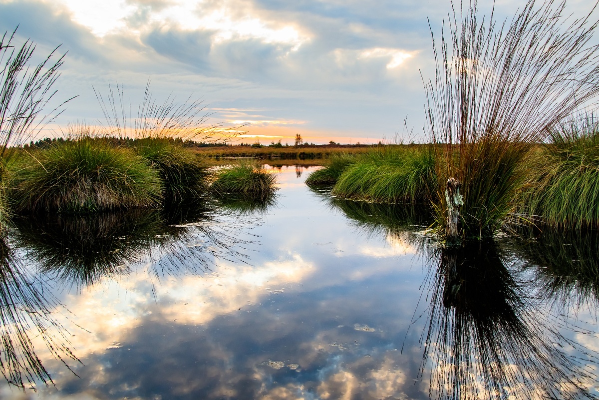 New Green Bond ​Helps Finance ​Forests and ​Wetlands ​Protection