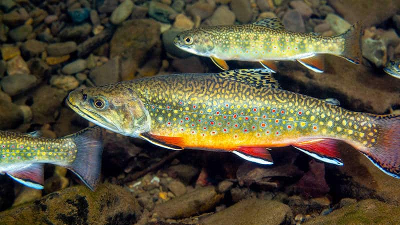 Bringing Eastern Brook Trout Back to Red Clay Creek