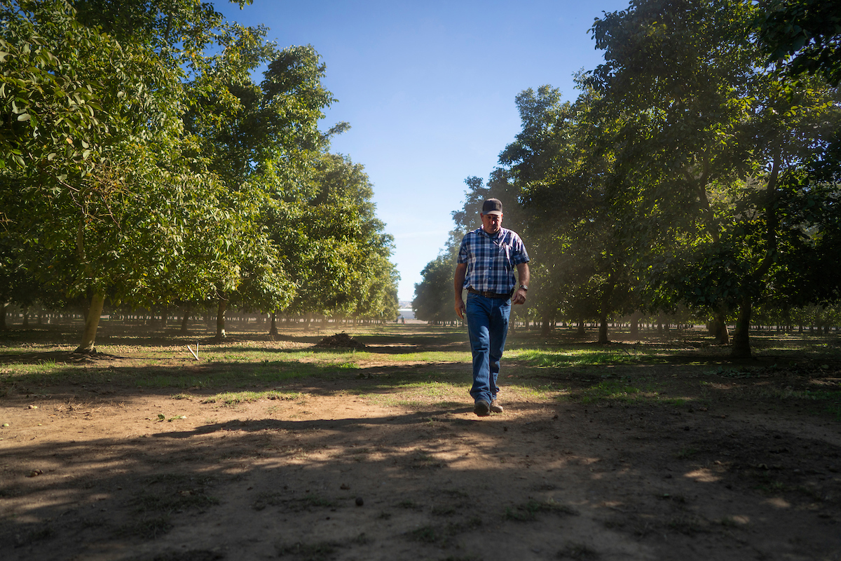 How Walnuts ​Benefit From ​Delayed ​Irrigation?