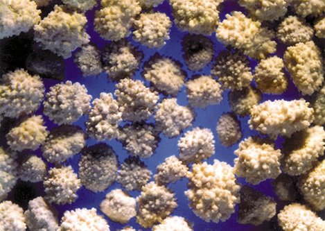 EU-funded project Recovers Phosphorus from Municipal Sewage
