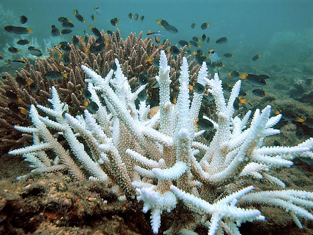 Coral Reefs Head for 'Knock-out Punch'