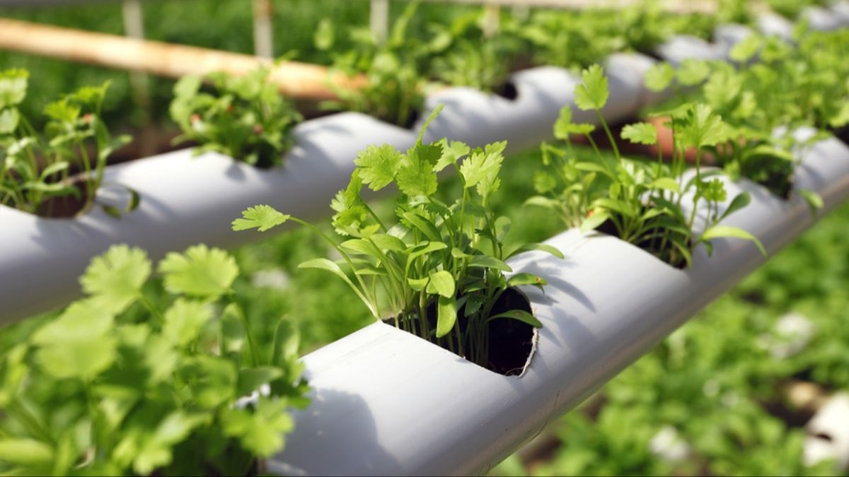 &#039;Electronic soil&#039; that can enhance crop growth by 50% developed by scientistsA groundbreaking development in agricultural technology has emerged...