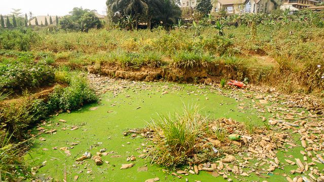 Grass For Waste Water Treatment