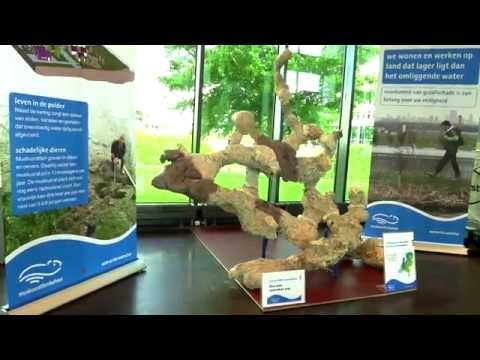 STOWA Documentaire | 2014 | Muskusrattenbouw in beeld
